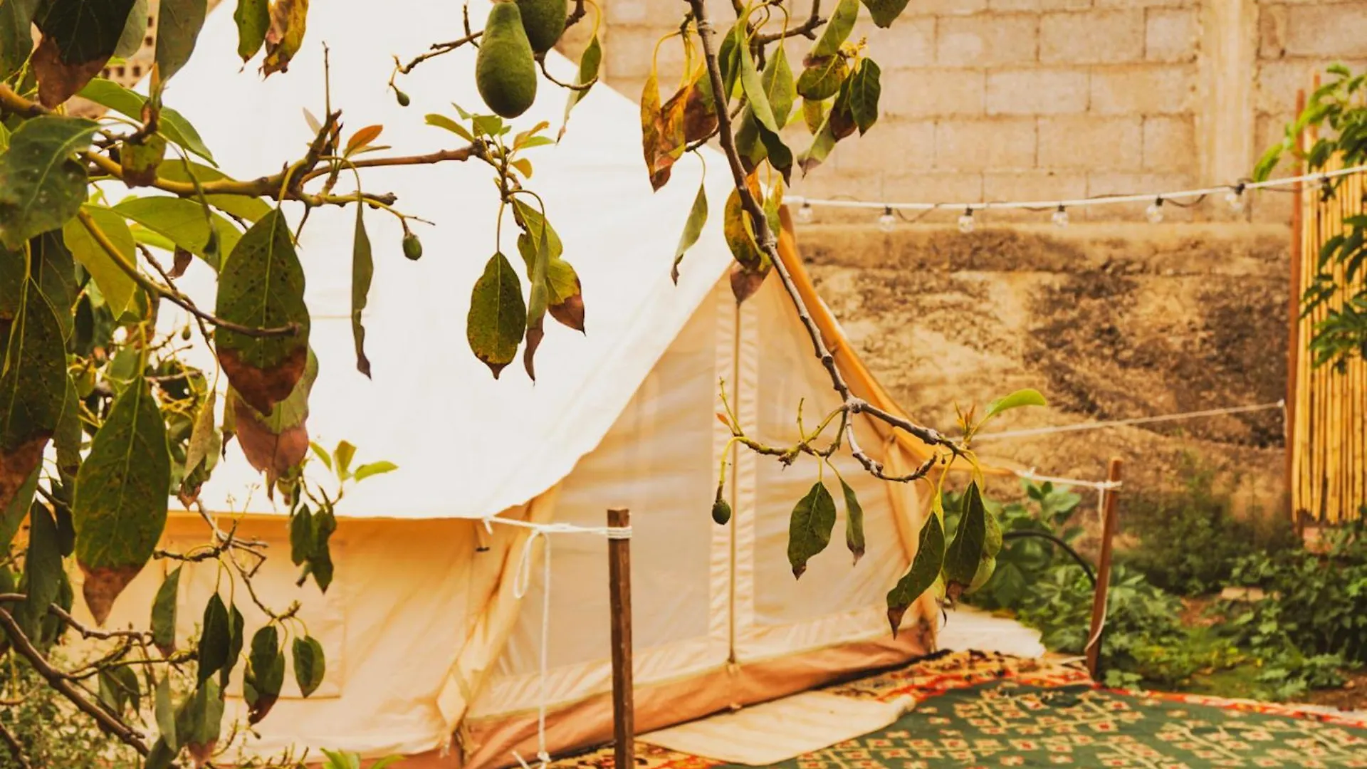 Yurt In Avocado Garden Hotel Guimar Luxury tent